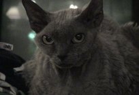 El gato devon rex: descripción de la raza, reseñas de propietarios