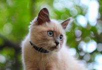 Um forte abalo de um gato: os sintomas