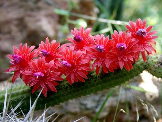 cactus клейстокактус
