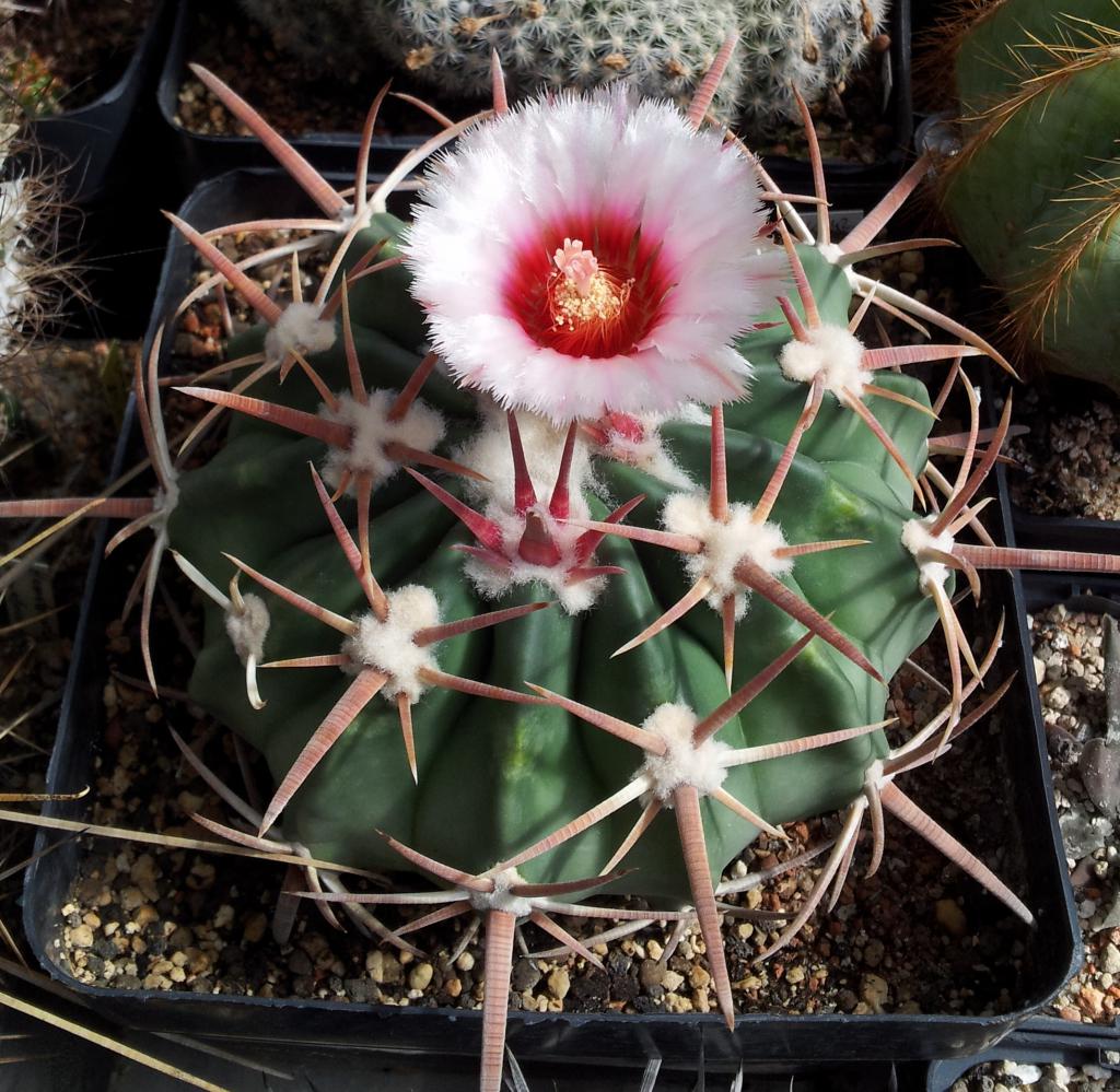 kaktus Grusonii