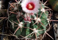 Doniczkowe kaktusy: rodzaje, nazwy, zdjęcia