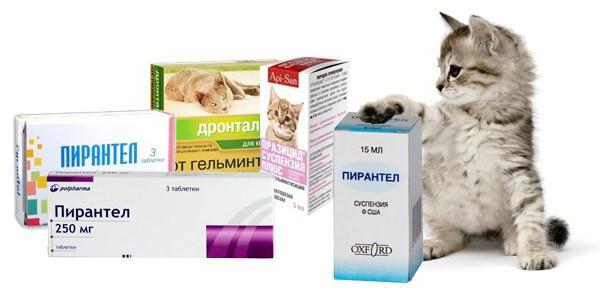 Suspension pyrantel Dosierung für Katzen