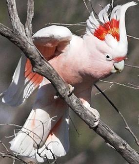 Kakadu Papagei