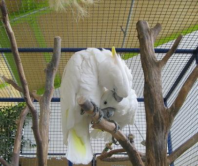Kakadu Papagei Bewertungen der Eigentümer