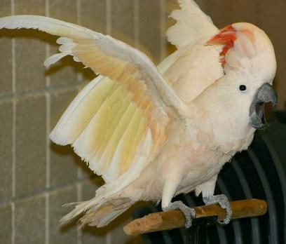Parrot cockatoo price