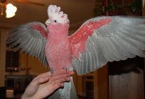 Cockatoo (parrot): features of keeping a feathered pet. Reviews of cockatoo parrot owners