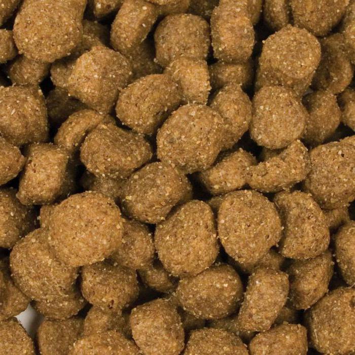 dry food for Yorkshire Terriers