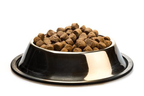 yorkshire terrier beslenme, kuru gıda