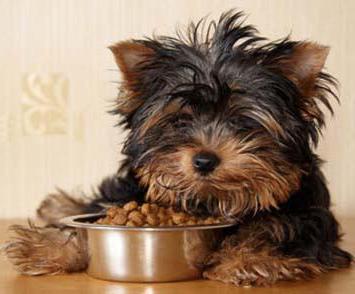 la norma de la alimentación de yorkshire terrier sea alimento seco