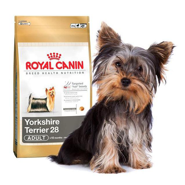 dry food for a Yorkshire Terrier reviews