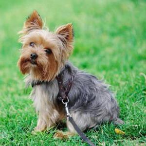 feeding the Yorkshire Terrier dry food