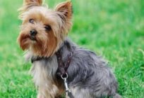 How to choose a dry food for Yorkshire Terriers