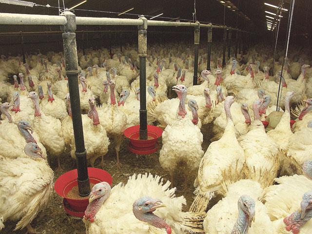 turkeys Breeding business plan