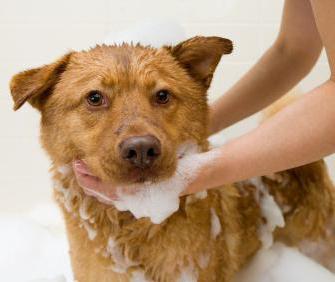 shampoo médico com o piche para cães
