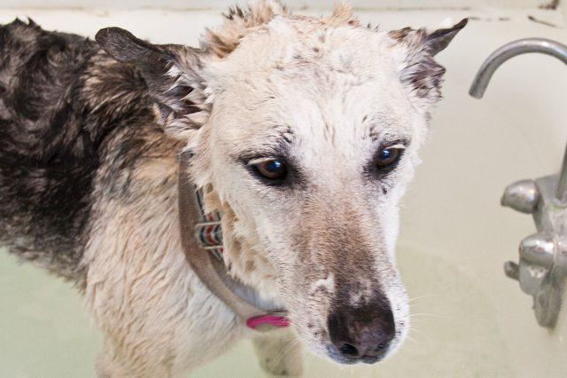 Shampoo für Hunde Dr. Preis