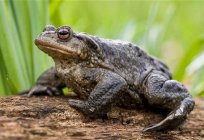 Earthen toad - amphibian with a bad reputation. Is it really so?