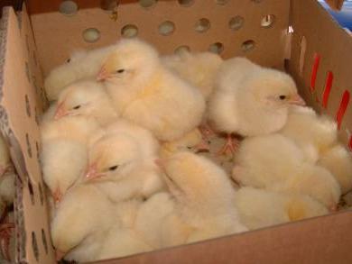 growing broiler chickens feed