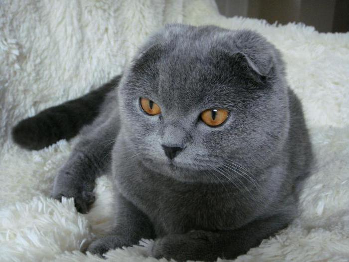 what to feed a pregnant cat Scottish fold