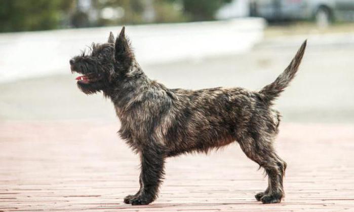 dog Cairn Terrier
