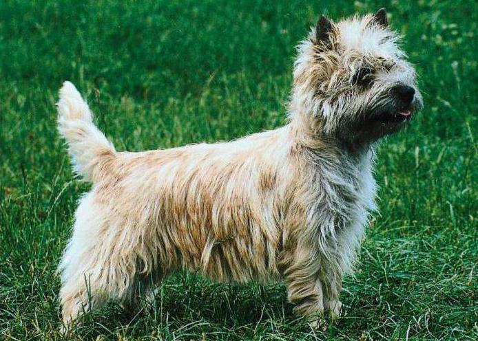 Cairn Terrier breed profile