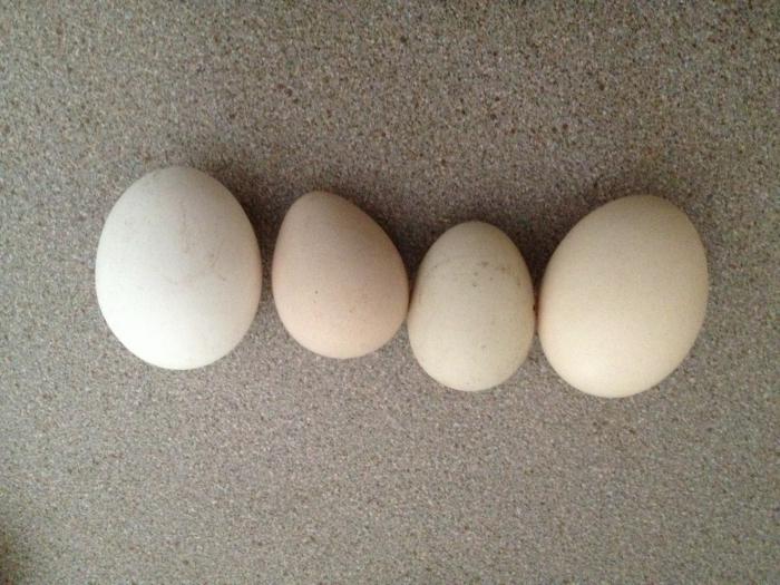 البيض الحبشي