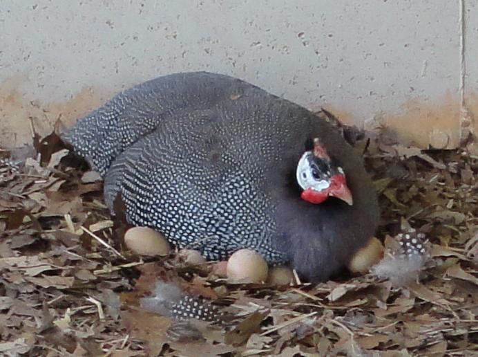 How the Guinea fowl sitting on eggs