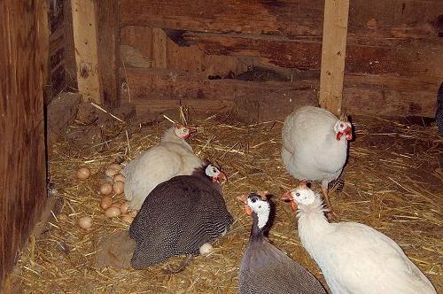 How many days the eggs hatch Guinea fowl