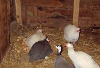 गिनी मुर्गी अंडे: प्रजनन पक्षियों घर पर