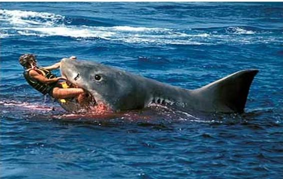 напад акули на людину
