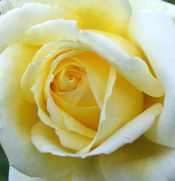 róża плетистая Kasyno zdjęcia opis opinie