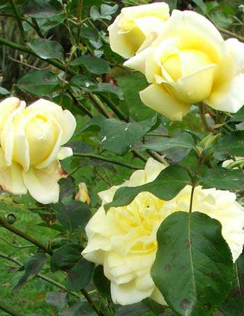 Róża Kasyno плетистая sadzenie i pielęgnacja