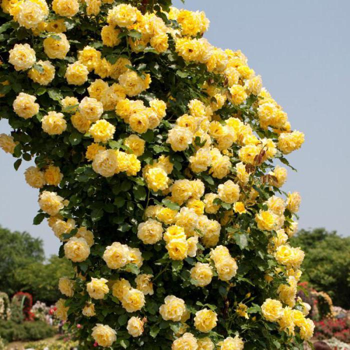 Róża Kasyno плетистая zdjęcia i opis