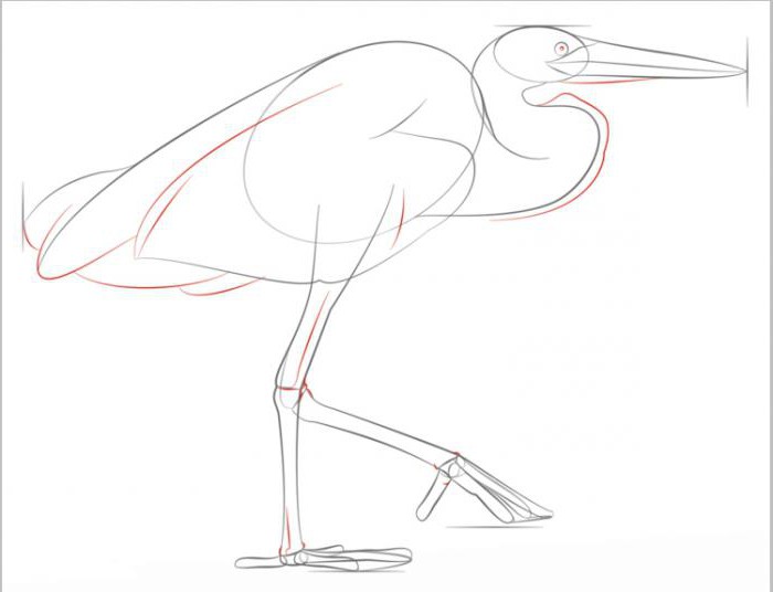 draw a Heron step by step,
