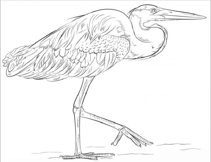 draw a Heron step by step,