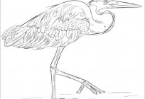 Art lesson: how to draw a Heron
