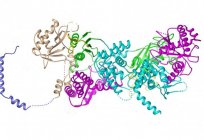 什么是酶功能的蛋白质? 酶功能的蛋白：例子