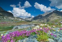 Das Dorf altaier Region Altai: Geschichte und interessante Fakten