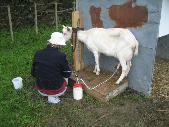 how to make a machine for milking goats