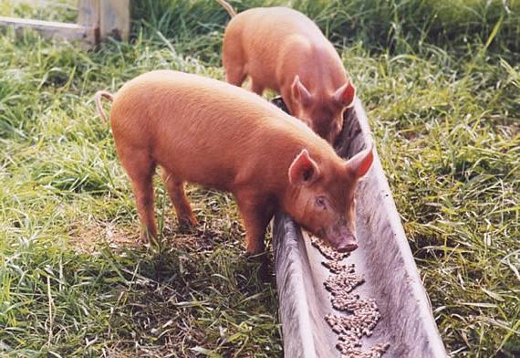 تغذية الخميرة الخنازير