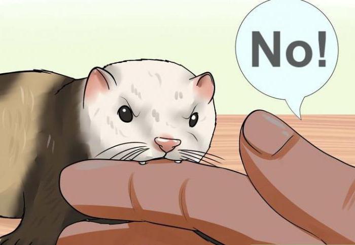 how to wean the ferret to bite feet