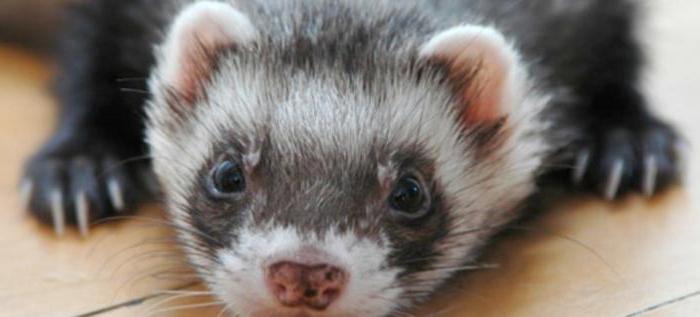 how to wean homemade ferret biting