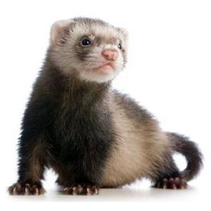 how to wean a ferret biting techniques and extreme measures