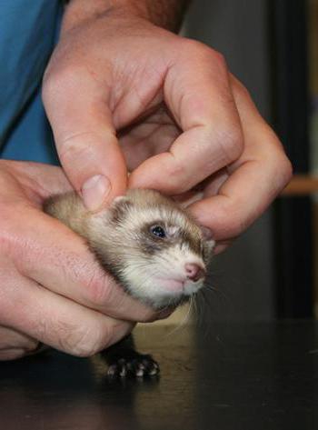 how to wean the ferret to bite at home
