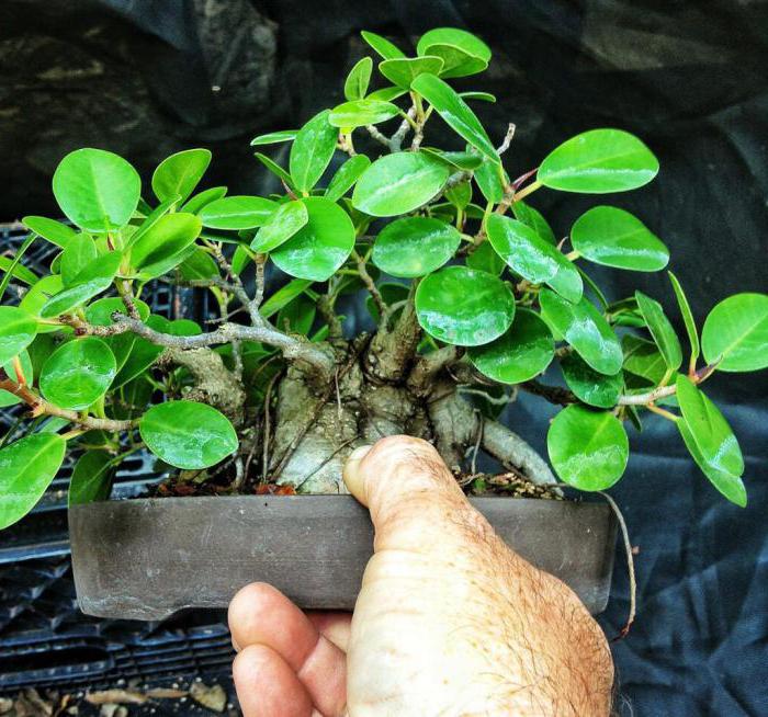 Ficus giftig ist oder nicht