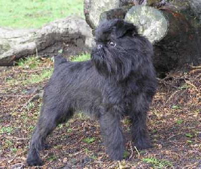 griffin dog breed