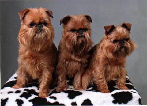 dog breed griffin photo price