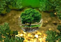 Ambientalista atividades: conceito, princípios e objetivos
