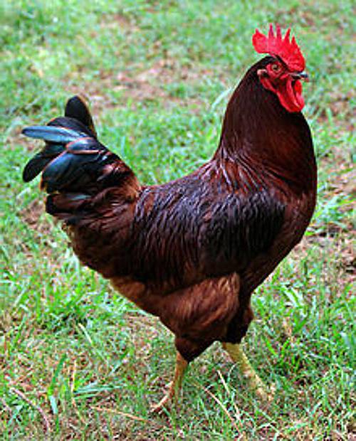  Hühner мясояичной Rasse