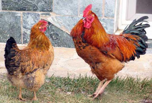 best masaichi breeds of chickens
