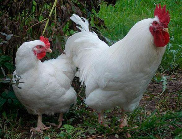 雅一品種鶏の写真